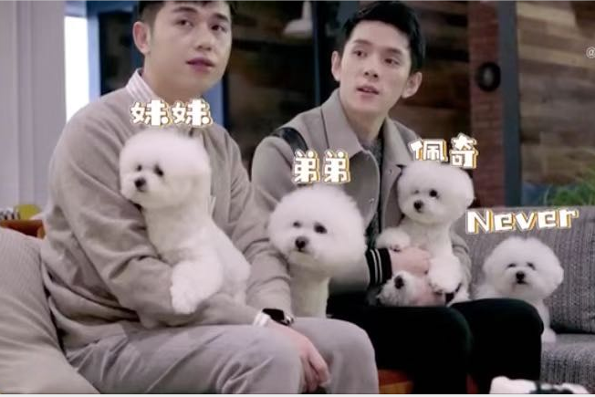 西安知识产权|暴击！一只”拥有“400多件商标的狗狗！
